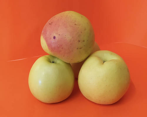 Golden orange
