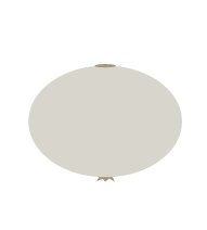 cipollina