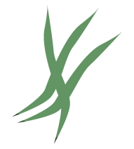 fagiolini