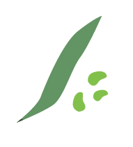 fava