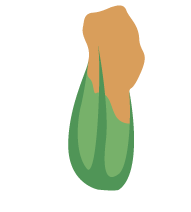 fioredizucca